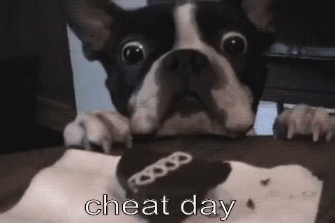 French Bulldog Cheat Day GIF