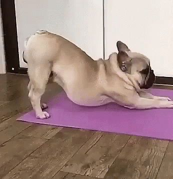 French Bulldog Doing Yoga on Purple Mat