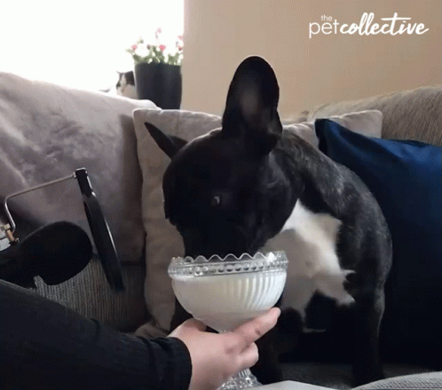 French Bulldog Drinking Milk GIF