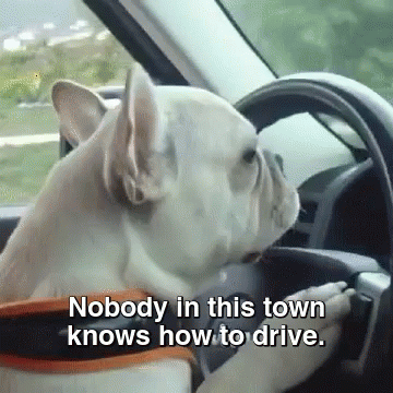 French Bulldog Driving Car GIF