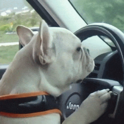 French Bulldog Driving Jeep