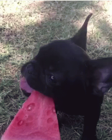 French Bulldog Eating Watermelon GIF