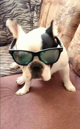 French Bulldog Fashion Stare Sunglasses GIF