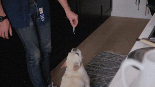 French Bulldog Feed Dog GIF