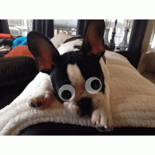 French Bulldog Googly Eyes GIF
