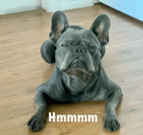 French Bulldog Hmm Stare GIF