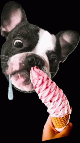 French Bulldog Ice Cream Drooling GIF