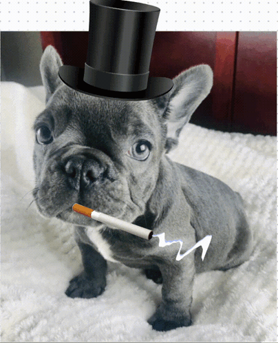 French Bulldog in Top Hat Holding Cigarette
