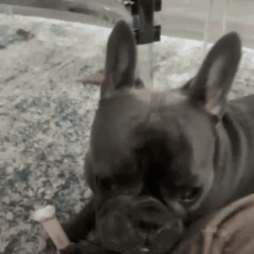 French Bulldog Laying on Counter with Bone
