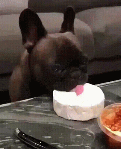 French Bulldog Licking Cheese GIF