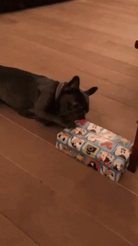 French Bulldog Licking Gift Wrap GIF