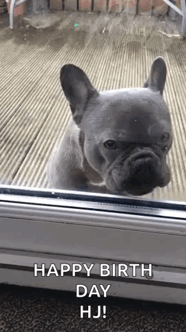 French Bulldog Looking Out Window