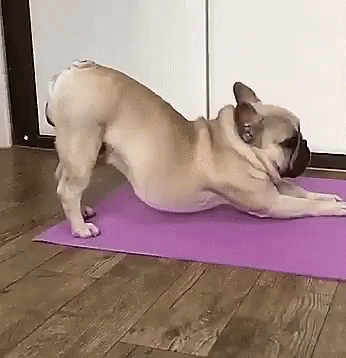 French Bulldog Lying On Purple Yoga Mat GIF