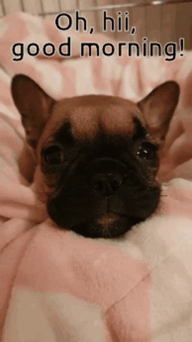 French Bulldog Oh Hi Good Morning GIF