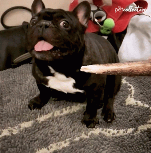French Bulldog Play Bite GIF