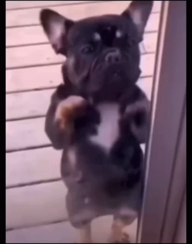 French Bulldog Please Let Me In Bully GIF