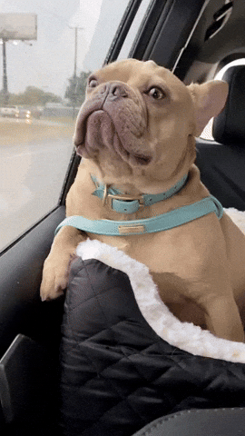 French Bulldog Ptsd Dog GIF