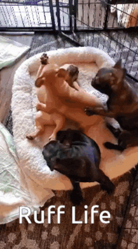 French Bulldog Ruff Life GIF