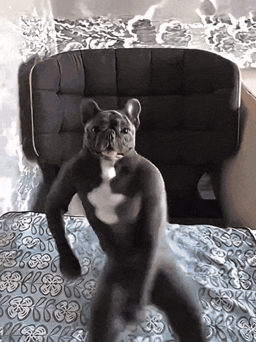 French Bulldog Standing on Bed with Floral Blanket