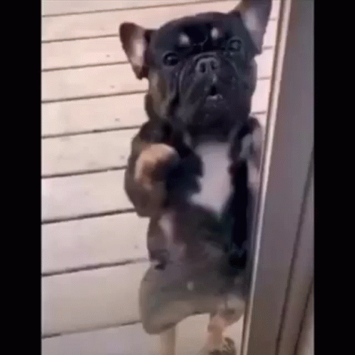 French Bulldog Standing on Hind Legs