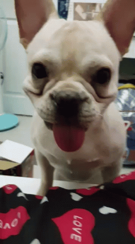 French Bulldog Tongue Out on Love Pillow