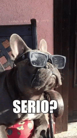 French Bulldog Wearing Sunglasses with Serio
