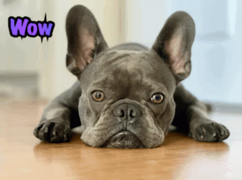 French Bulldog Wow Stare GIF