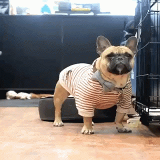 French Bulldog Yo Dress Up GIF