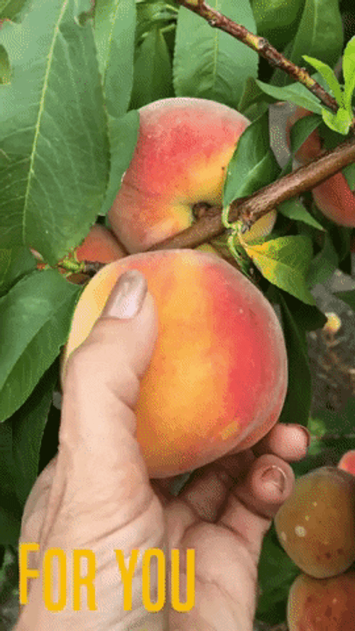Freshly Picked  Peach Fruit Loop GIF