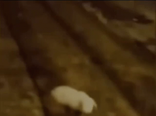 Fresno Nightcrawler Scary Half Body Running GIF