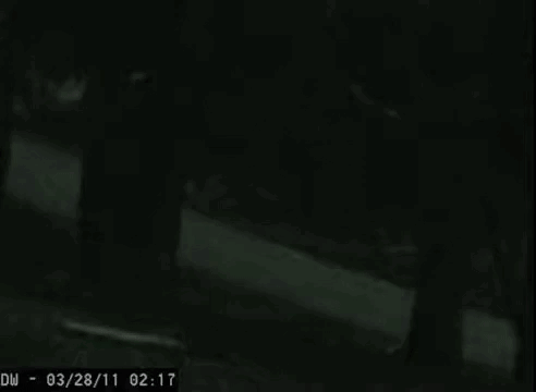 Fresno Nightcrawler White Shadows Cctv Captured GIF