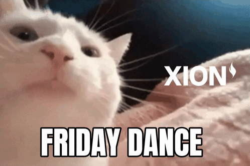 Friday Cat Dance GIF