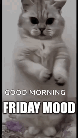 Friday Cat Mood Dance GIF