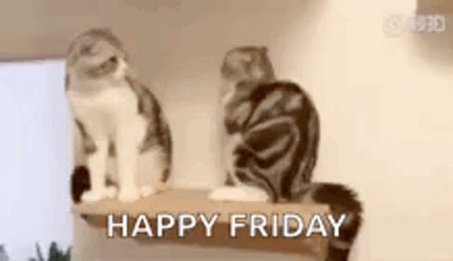 Friday Cat Pushing Another Cat GIF