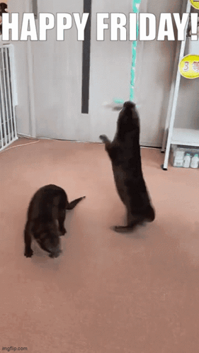 Friday Cat Spinning In A Rope GIF