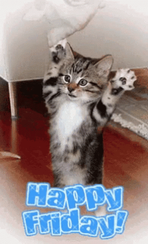 Friday Cat Throwing Corgi GIF