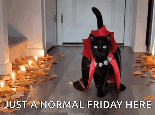 Friday Cat Walking Fancily GIF