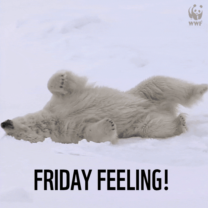 Friday Feeling Funny Polar Bear GIF