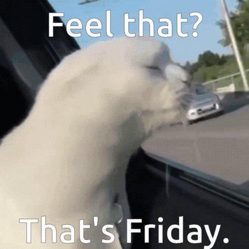 Feel That That's Friday Funny Cat GIF
