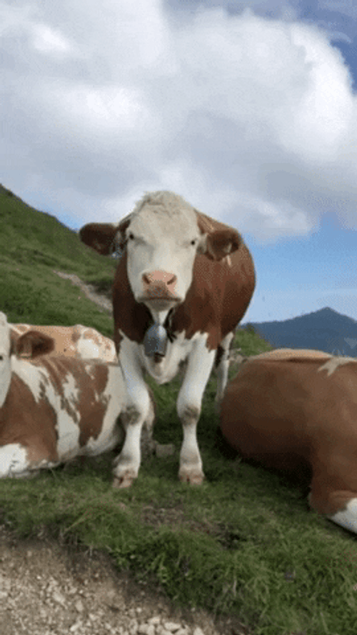 Friday Motivation Cow GIF
