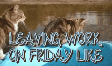 Friday Work Meme Cat Jumping Into Water GIF