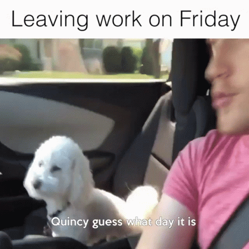 Friday Work Meme Patrick Barnes And Dog Quincy GIF