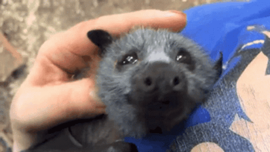 Friendly Bat Getting Pets GIF