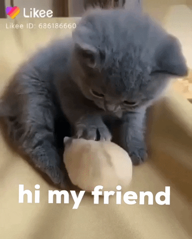 Friendly Cat Cute Animal GIF