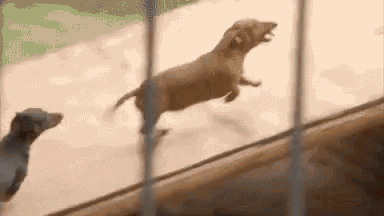 Friendly Lion Playing GIF