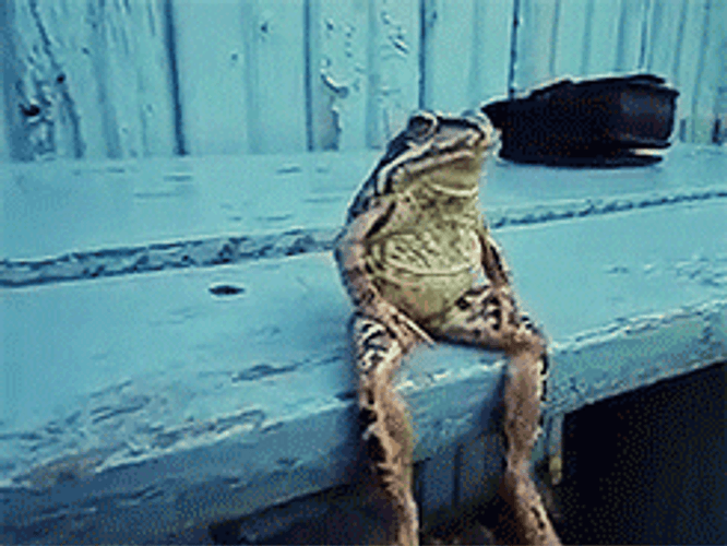 Frog Animal Sitting GIF.