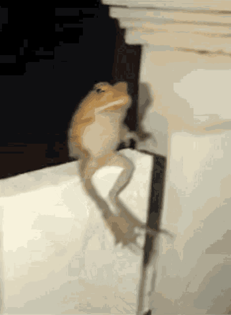 Frog Back Flip GIF