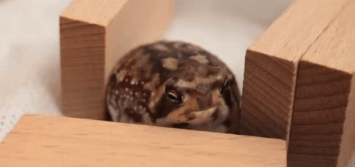 Frog Between Two Wooden Blocks Looking at Camera