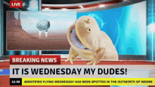 Frog Breaking News Its Wednesday My Dudes GIF
