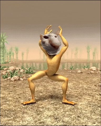 Frog Cat Dancing Meme GIF